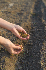 sowing beets in the garden. Selective focus.