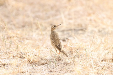 This beautiful image features the Paddyfield Pipit, a small, slender bird commonly seen in open fields, grasslands, and farmlands. With its earthy brown plumage, streaked underparts, and delicate move
