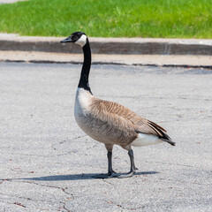 A goose walks through a parking area.