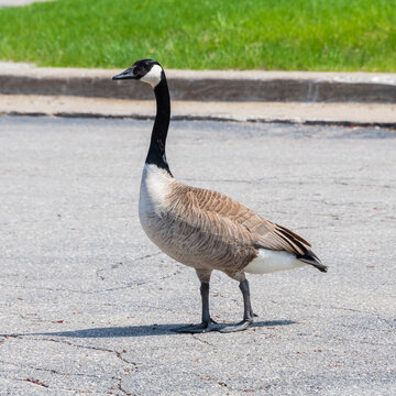 A goose walks through a parking area.