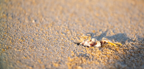 A crab on the beach is running on the white sand. Exotic animals in the resorts of tropical islands. The concept of a beach holiday in the tropics.