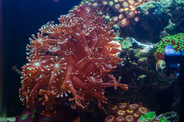 Alveopora Coral in Reef Tank