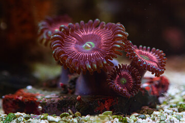 Zoanthus Cat Eye Coral in Reef Tank