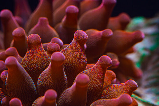 Anemone Rainbow Bubble Tip in Reef Tank