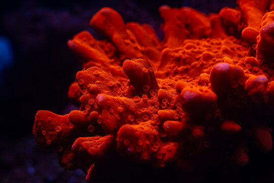 Coral SPS Montipora setosa in Reef Tank