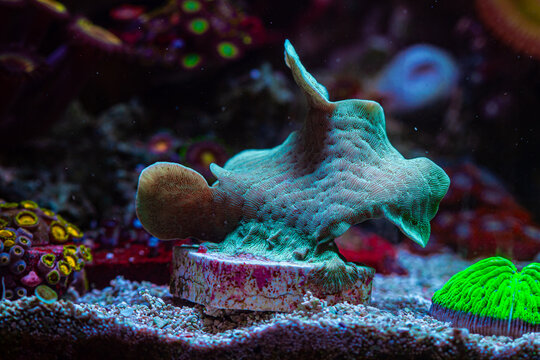 Coral Pavona in Reef Tank Macro