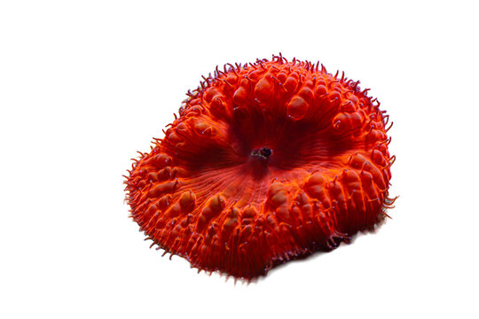 Coral Blastomussa welsii in Reef Tank