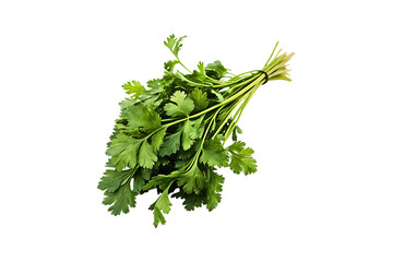 Fresh Bunch of Parsley Isolated on Transparent Background