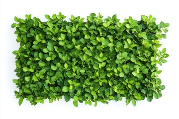 Obraz premium Top view green hedge providing natural privacy and adding beauty to landscaping isolate on white background
