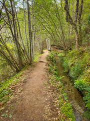 A dirt path meanders through a bright green forest alongside a clear Levada, the sunlight filtering through the canopy in Jugueiros, Felgueiras, Portugal
