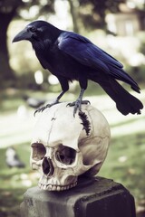 A raven stood upon a human skull in a cemetary, very detailed, anatomically correct, clean and crisp realistic photo created by ai