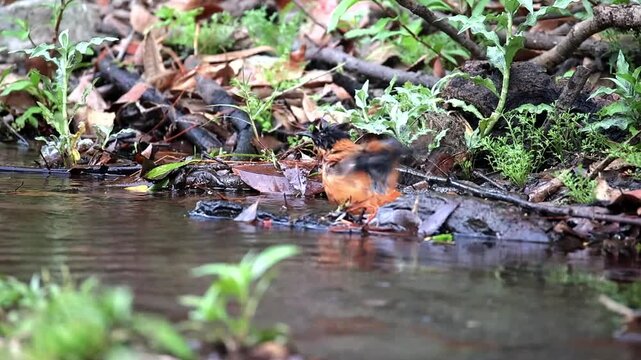 The Crimson Flute Rufous Sibia of the Hills