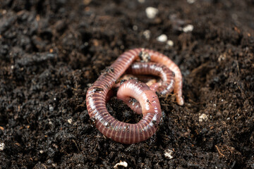 Earthworm Texture and Segments in Close-Up