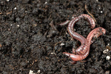 Earthworm on Soil Close-Up Macro View