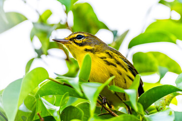 Prairie Warbler perched in a hedge