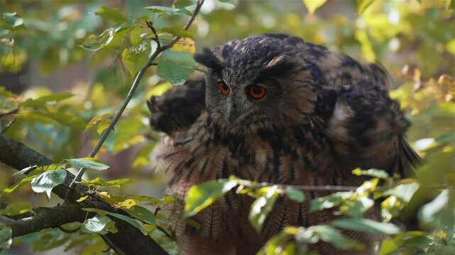 Eurasian Eagle-Owl Perched on a Tree in Autumn Forest (Bubo bubo)