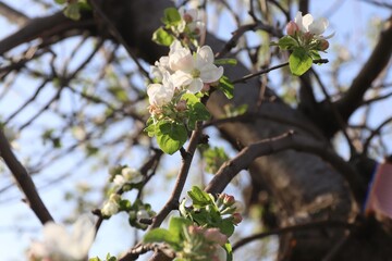 apple blossom flowers, apple blossom close-up, apple tree blossom, apple tree, spring, flower, tree, blossom, nature, apple, branch, white, flowers, bloom, plant, cherry, garden, beauty, leaf, bloomin
