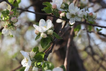 apple blossom flowers, apple blossom close-up, apple tree blossom, apple tree, spring, flower, tree, blossom, nature, apple, branch, white, flowers, bloom, plant, cherry, garden, beauty, leaf, bloomin