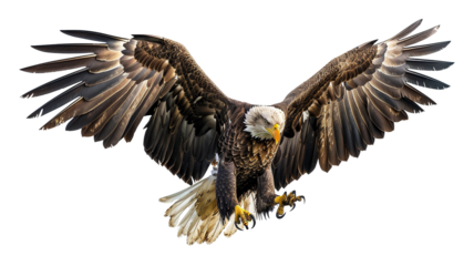Majestic bald eagle in flight with fully extended wings and sharp talons reaching down. isolated on transparent background.