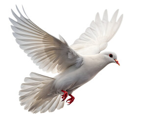 white dove in mid flight on white background