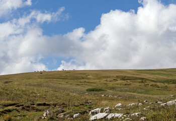 nature park, horse grazing on pastures with sparse vegetation autumn period in nature