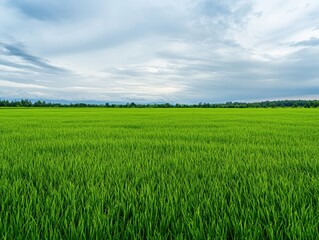 Fototapeta premium Lush green paddy field stretching to the horizon under a cloudy sky