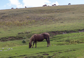 nature park, horse grazing on pastures with sparse vegetation autumn period in nature