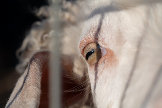 close-up of a white sheep behind a metal fence. The eye can be seen. The bars cast shadows on the animal.