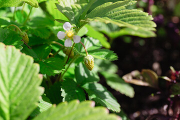 Unripe Strawberry and White Blossom on Plant