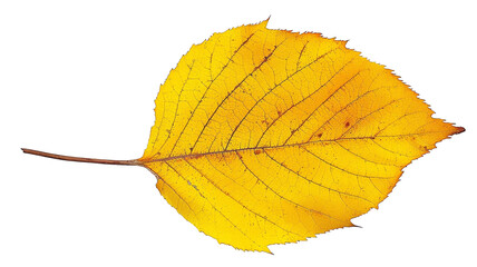 Bright yellow Populus leaf with serrated edges and detailed venation. isolated on transparent background.