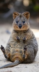 The quokka lies on his back with his paws spread merrily