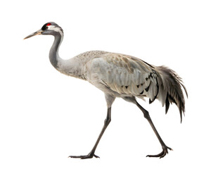 Fototapeta premium Crane isolated on white background