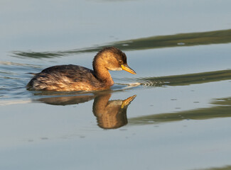 Closeup of a Little grebe with dramatic reflection at Tubli bay, Bahrain
