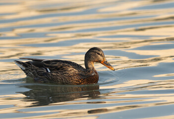 Closeup of a Mallard duck swimming at Tubli bay, Bahrain