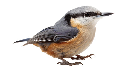Obraz premium Charming Eurasian Nuthatch with grey-blue upperparts, a black eye stripe, and warm orange underparts, perched delicately. isolated on transparent background.