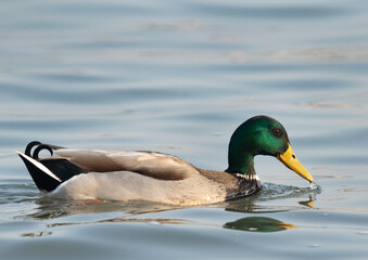 Fototapeta premium Closeup of a Mallard duck feeding at Tubli bay, Bahrain