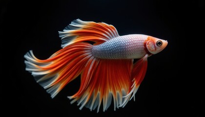 Fototapeta premium Vibrant Goldfish with Flowing Fins Swimming Gracefully in A Dark Background