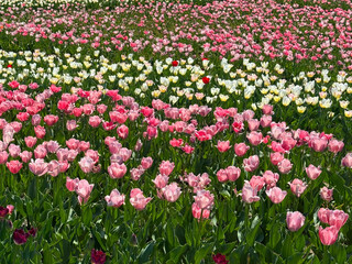 Tulips field pink and white flowers.