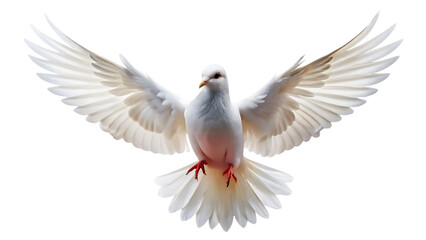 flying white dove isolated on white background. PNG