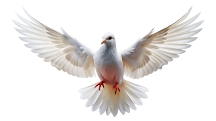 flying white dove isolated on white background. PNG