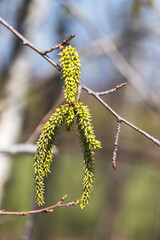 Trees sprout new leaves in spring. Sunny day in April