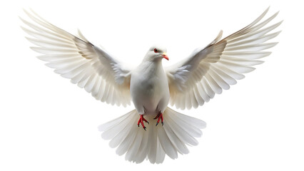 flying white dove isolated on white background. PNG