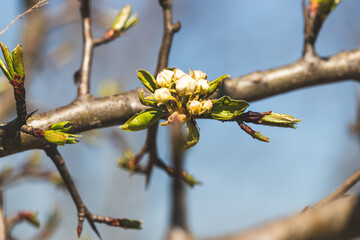 Trees sprout new leaves in spring. Sunny day in April