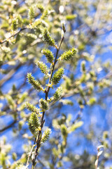 Trees sprout new leaves in spring. Sunny day in April