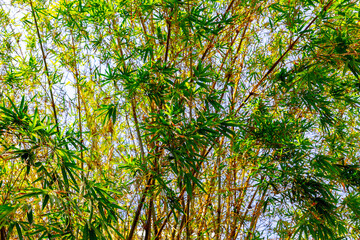 Sunny bamboo forest with lush green leaves against blue sky