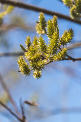 Trees sprout new leaves in spring. Sunny day in April