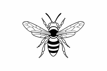 vector illustration of a mosquito