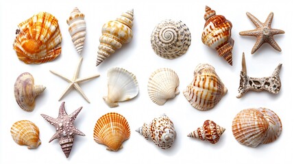 Diverse Collection of Seashells in Various Shapes and Sizes