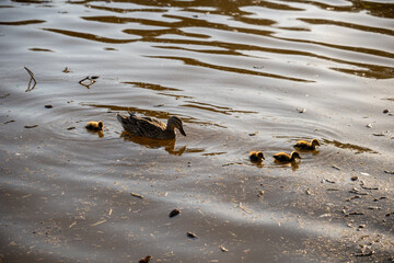Mallard duck swimming with four ducklings on calm water surface. Family of birds floating in pond during springtime. Wildlife and nature concept 