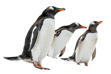 Obraz premium gentoo penguins isolated on white background, PNG